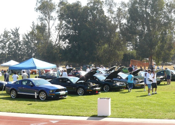 A row of Mustangs on display